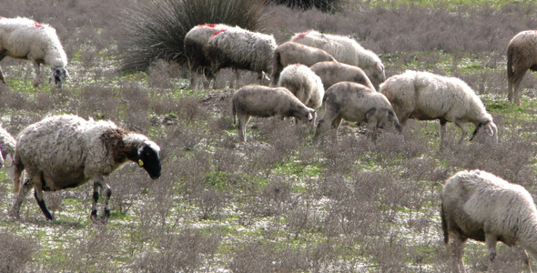 Sheep in Nature 1