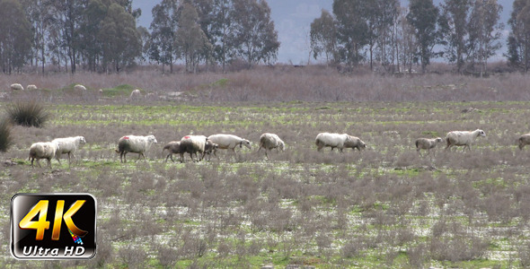 Sheep in Nature 2