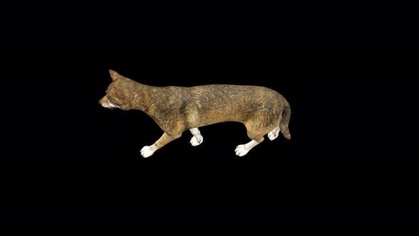 4K Wolf Walk Top View alt