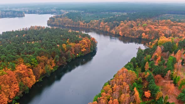 Big river and autumn foggy forest, aerial view of Poland