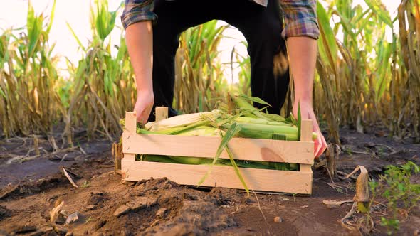 Unrecognizable of the Leg and Arm of a Male Farmer Worker Lifting a Box of Corn From Ground