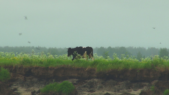 Cows grazing on green field