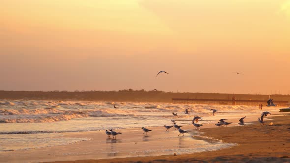 Seagulls flying against beach, Seascape with seagulls flying at sea beach