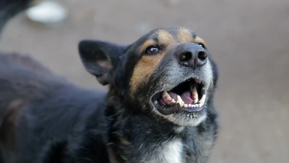 Angry Dog with Bared Teeth
