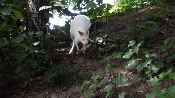 White Kangaroo Jumping in the Forest