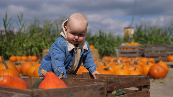 Day at Pumpkin Patch. Cute Baby in Denim Jacket Is Picking Perfect Pumpkin