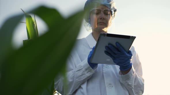 Researcher Experimenter Conducts An Experiment On A Plantation Of Corn Cobs, New Technologies