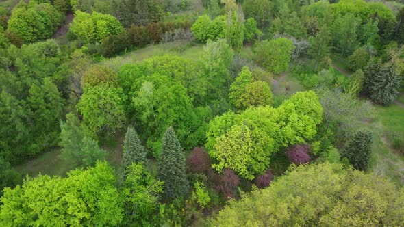 Aerial View of Coniferous Trees on a Green Meadow in the Park