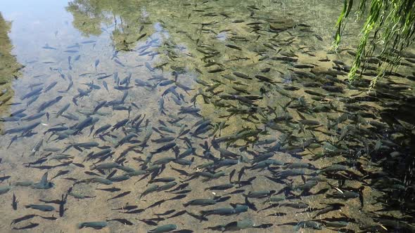 Tilapia Fish In A Pond