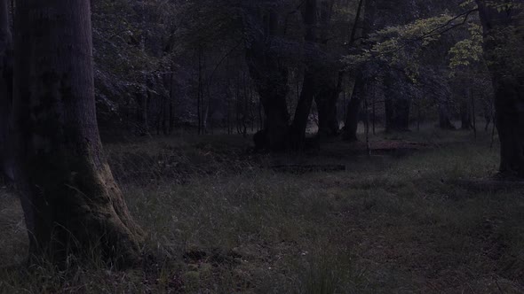 Eerie Calm Woodland Forest. Pan Right, Establishing Shot