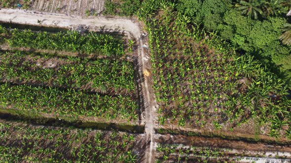 Aerial view banana plantation