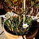 Blooming Flower on a Sunny Day - VideoHive Item for Sale