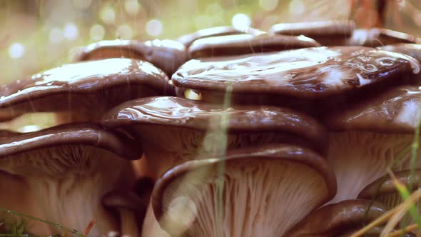 Pleurotus Mushroom In a Sunny Forest in the Rain