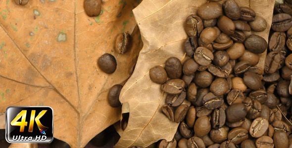 Roasted Coffee and Dry Leaves 3