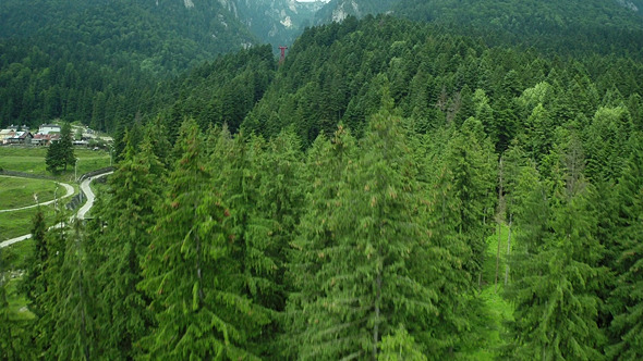 Flying Over Green Pine Forest