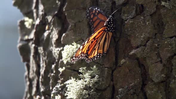 Monarch Butterfly Sanctuary Mexico 18