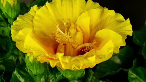 Hibiscus Flower Growing 2