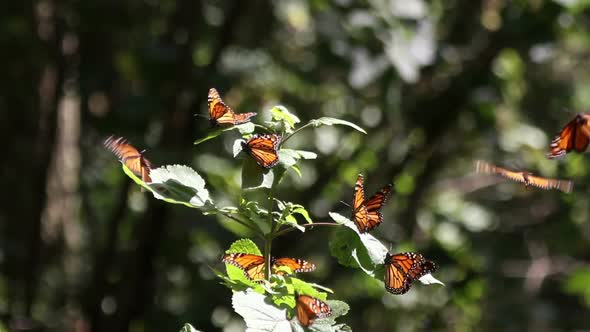 Monarch Butterfly Sanctuary Mexico 4