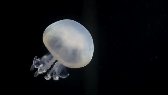 Jellyfish Sealife Marine Aquarium Wildlife Underwater 3