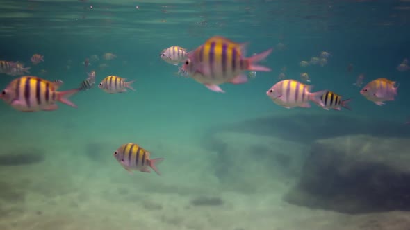 Underwater Snorkeling In Mexico 42