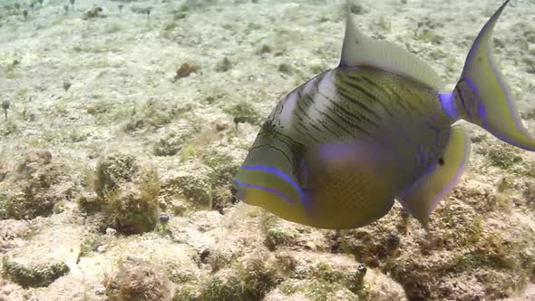 Underwater Snorkeling In Mexico 6