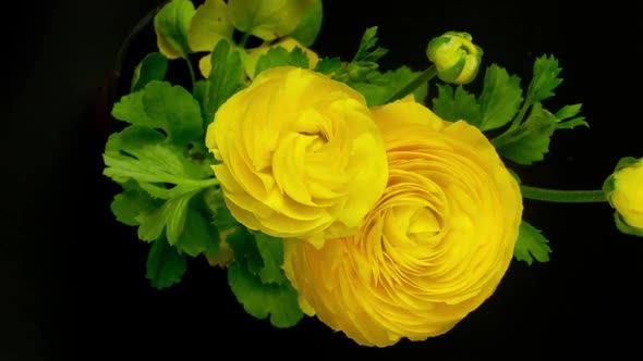 Yellow Flower Growing, Persian Buttercup 5
