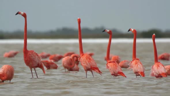 Pink Flamingo Mexico Wildlife Bird 23