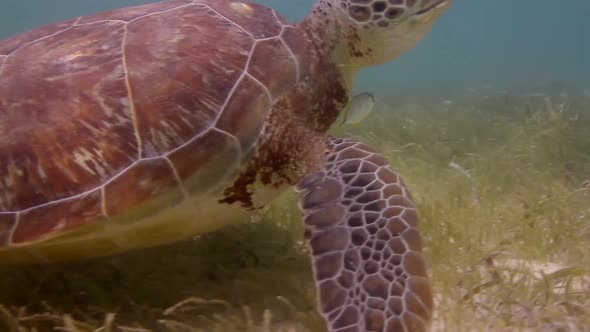 Loggerhead Turtle Underwater Mexico 25