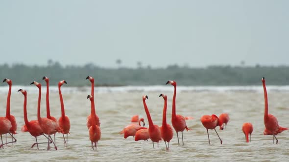 Pink Flamingo Mexico Wildlife Birds 4