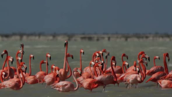 Pink Flamingo Wild Life Mexico Birds 21