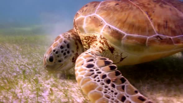 Loggerhead Turtle Underwater Mexico 47