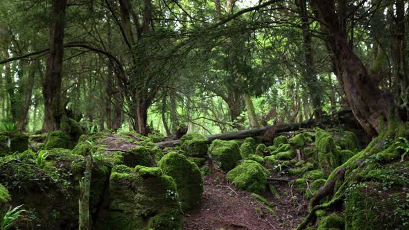 Puzzlewood Forest Of Dean 1