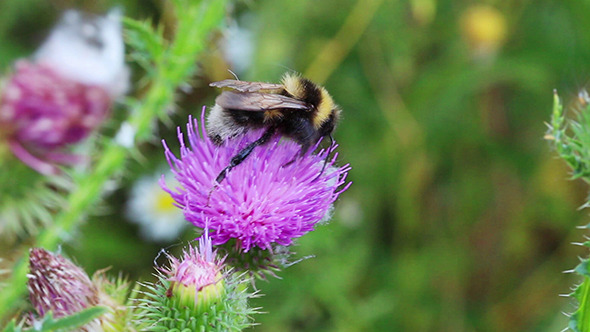 Bumble-Bee On Thistle Flower