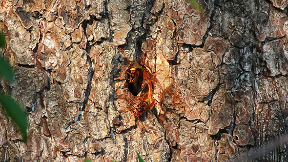 Hornet'S Nest In Tree Hollow
