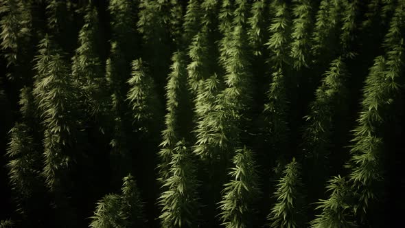Thickets of Marijuana Plant on the Field
