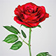 Realistic 3D Rose Flower - 3DOcean Item for Sale