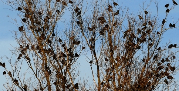 Flock of Birds Common Blackbird (Turdus merula ) 6