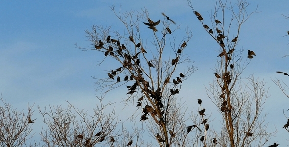 Flock of Birds Common Blackbird (Turdus merula ) 8