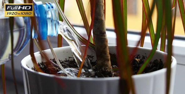 Watering Flowers at Home