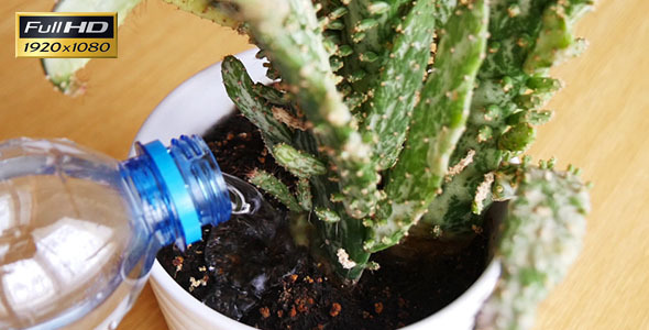Watering Flowers at Home