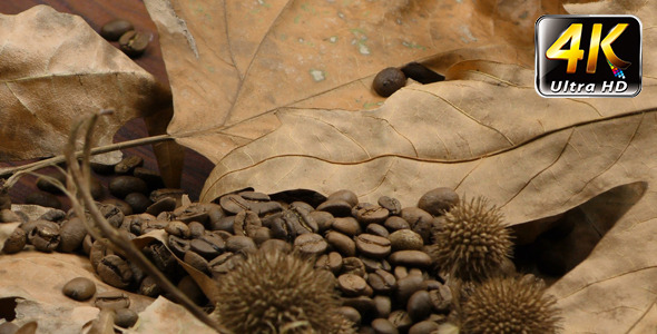 Roasted Coffee and Dry Leaves 2