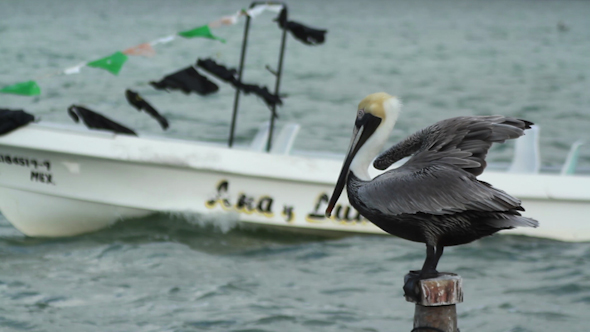 Brown Pelican Mexico Wildlife 14