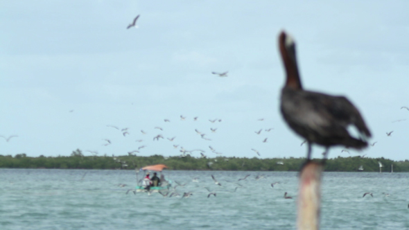 Brown Pelican Mexico Wildlife 6