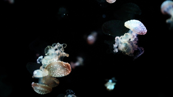 Jellyfish And Sea Life In An Aquarium 22