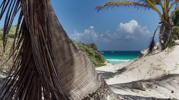 Paradise Beach Palm Tree Caribbean Mexico 1