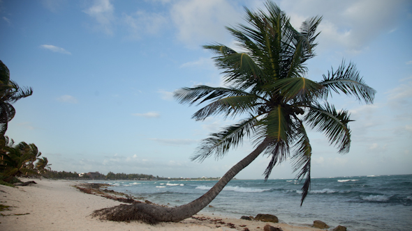 Paradise Beach Palm Tree Caribbean Mexico 3