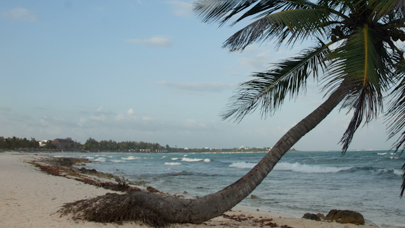 Paradise Beach Palm Tree Caribbean Mexico 9