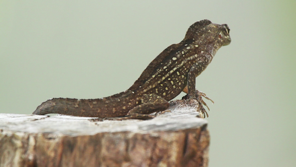 Lizard Mexico Wildlife 2