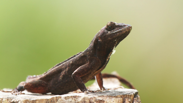 Lizard Mexico Wildlife 3