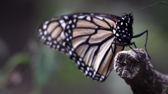 Monarch Butterfly Sanctuary Mexico 35